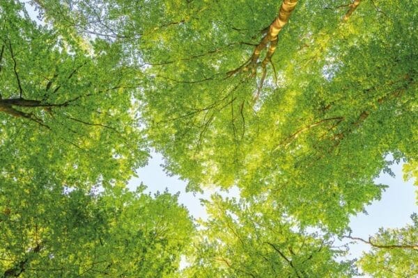 Carbon reduction plan